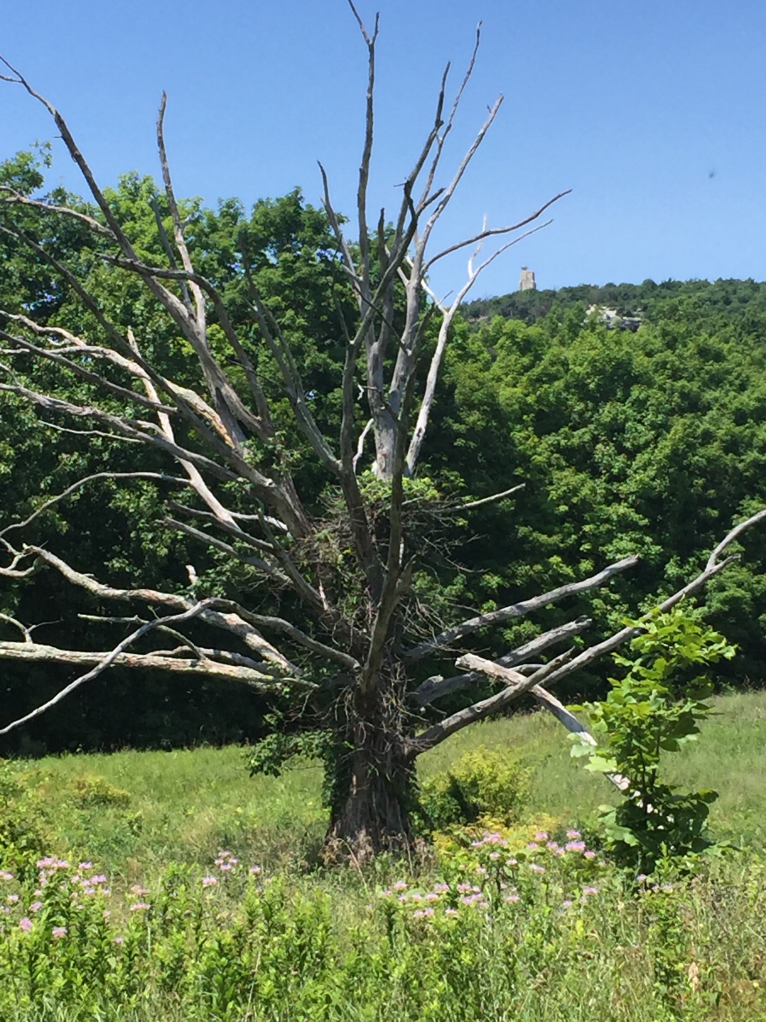 Hudson Valley meadow with distant ridge