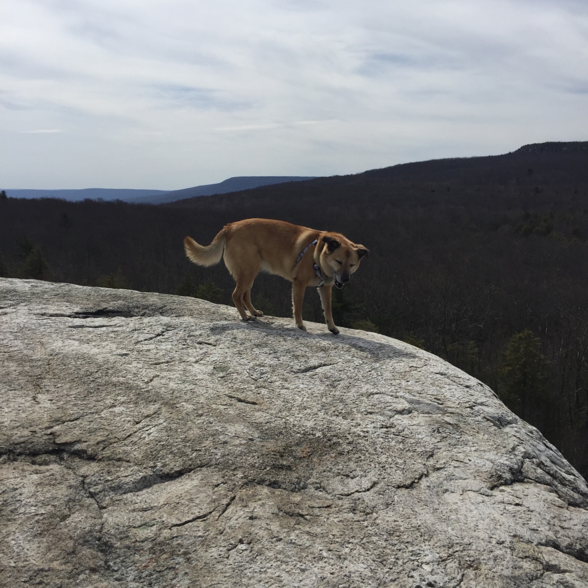 Dog standing on a rocky overlook in the Hudson Valley